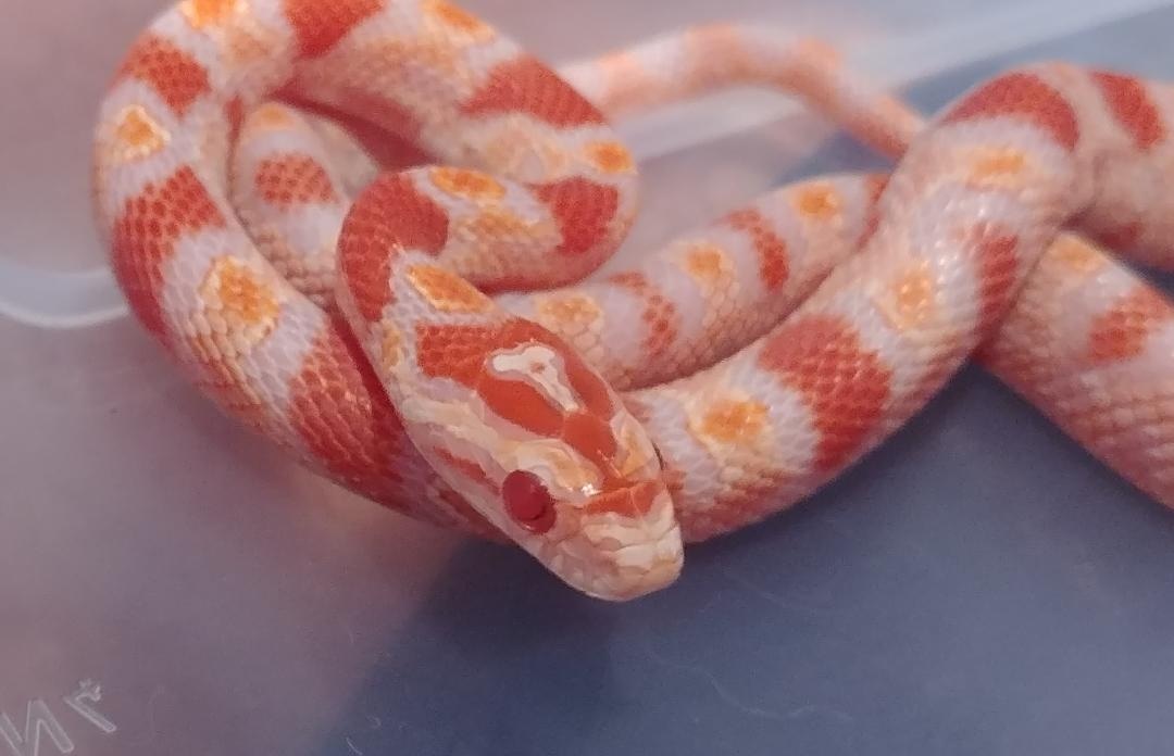 Wide White Borders - '23 M Reverse Okeetee Corn Snake by Ted & Nora ...