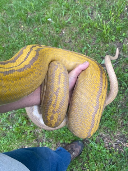 Orangeglow Goldenchild Tiger Reticulated Python by Big Dick’s Balls