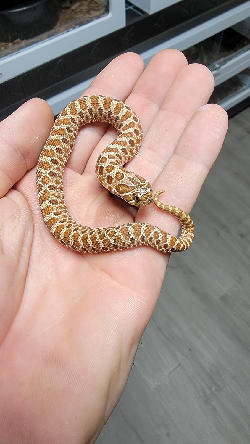 Normal Het Coral Western Hognose by Wiregrass Exotics MorphMarket