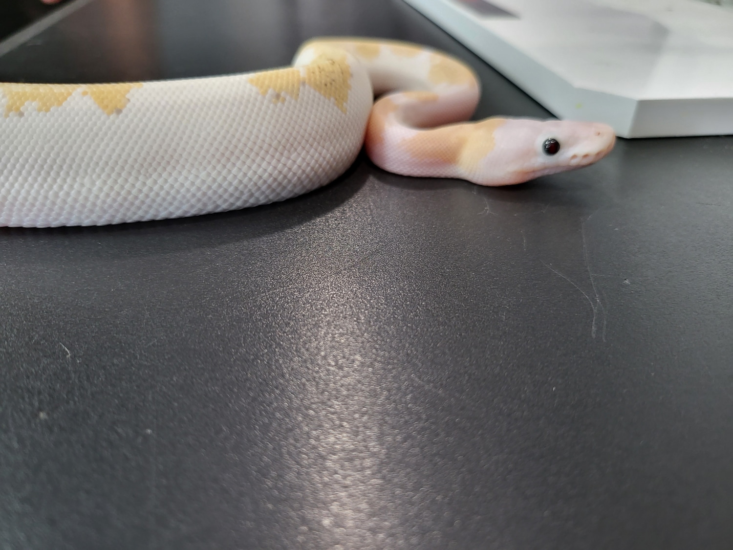 Super Fire Ball Python by Wiregrass Exotics MorphMarket