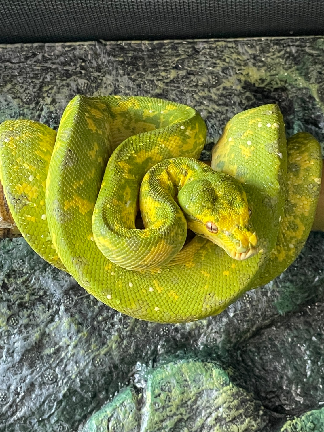 Biak Green Tree Python by Wiregrass Exotics - MorphMarket