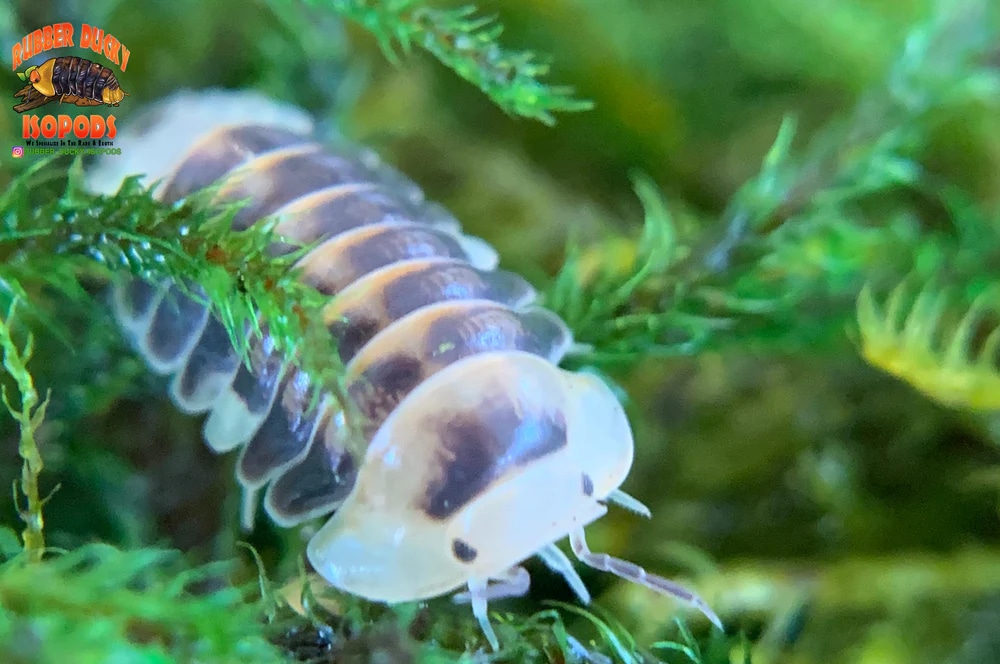 White Ducky 6ct FREE STANDARD SHIPPING Isopod by Rubber Ducky Isopods