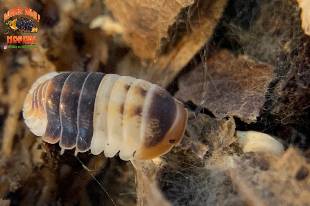 White Shark 6ct FREE STANDARD SHIPPING Isopod by Rubber Ducky Isopods