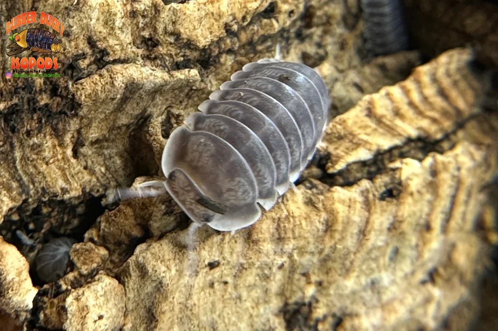 White Side 6ct FREE STANDARD SHIPPING Isopod by Rubber Ducky Isopods