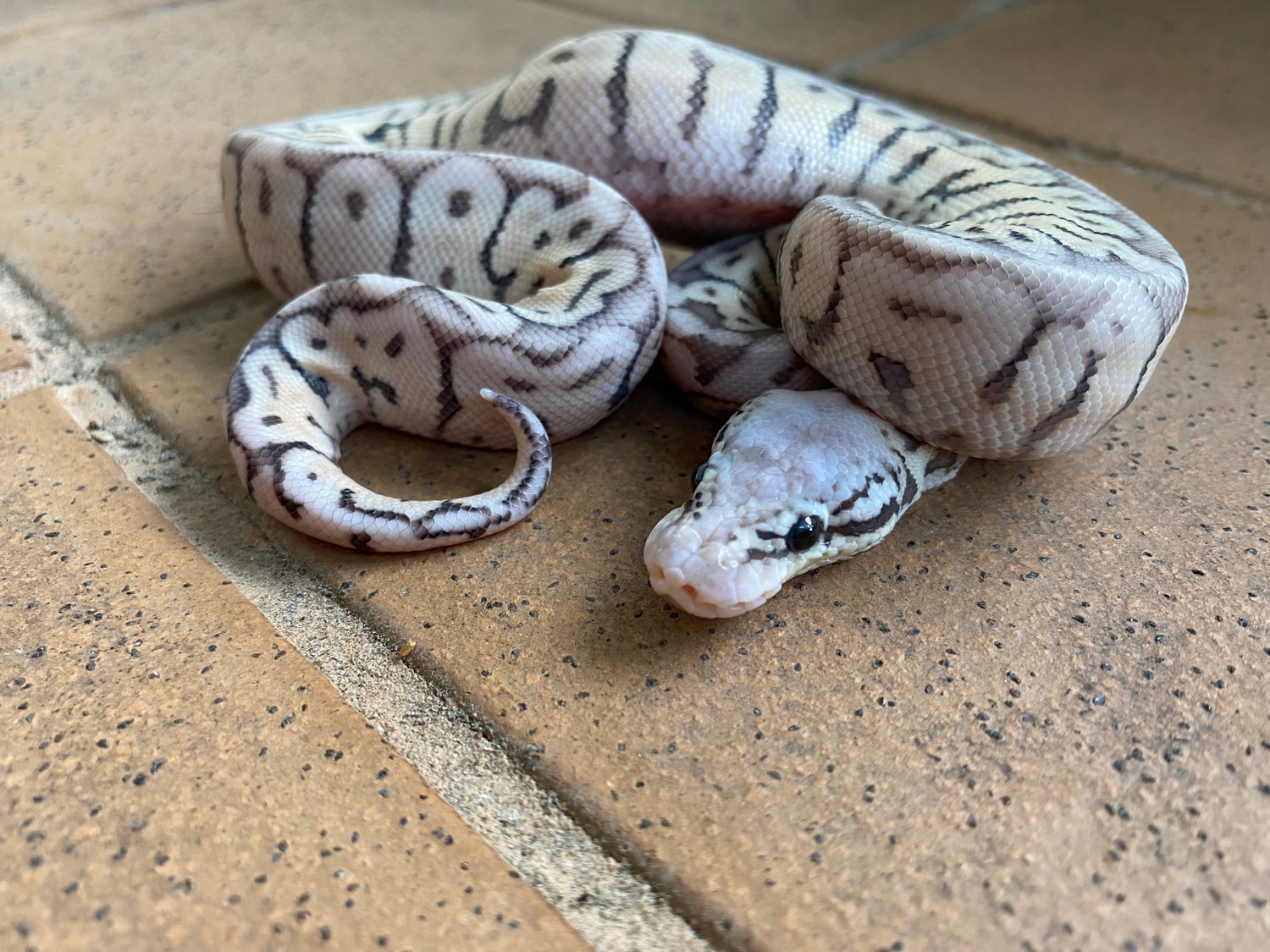 Super Pastel Lesser Cinnamon Spider Ball Python by Rubicon Reptiles ...