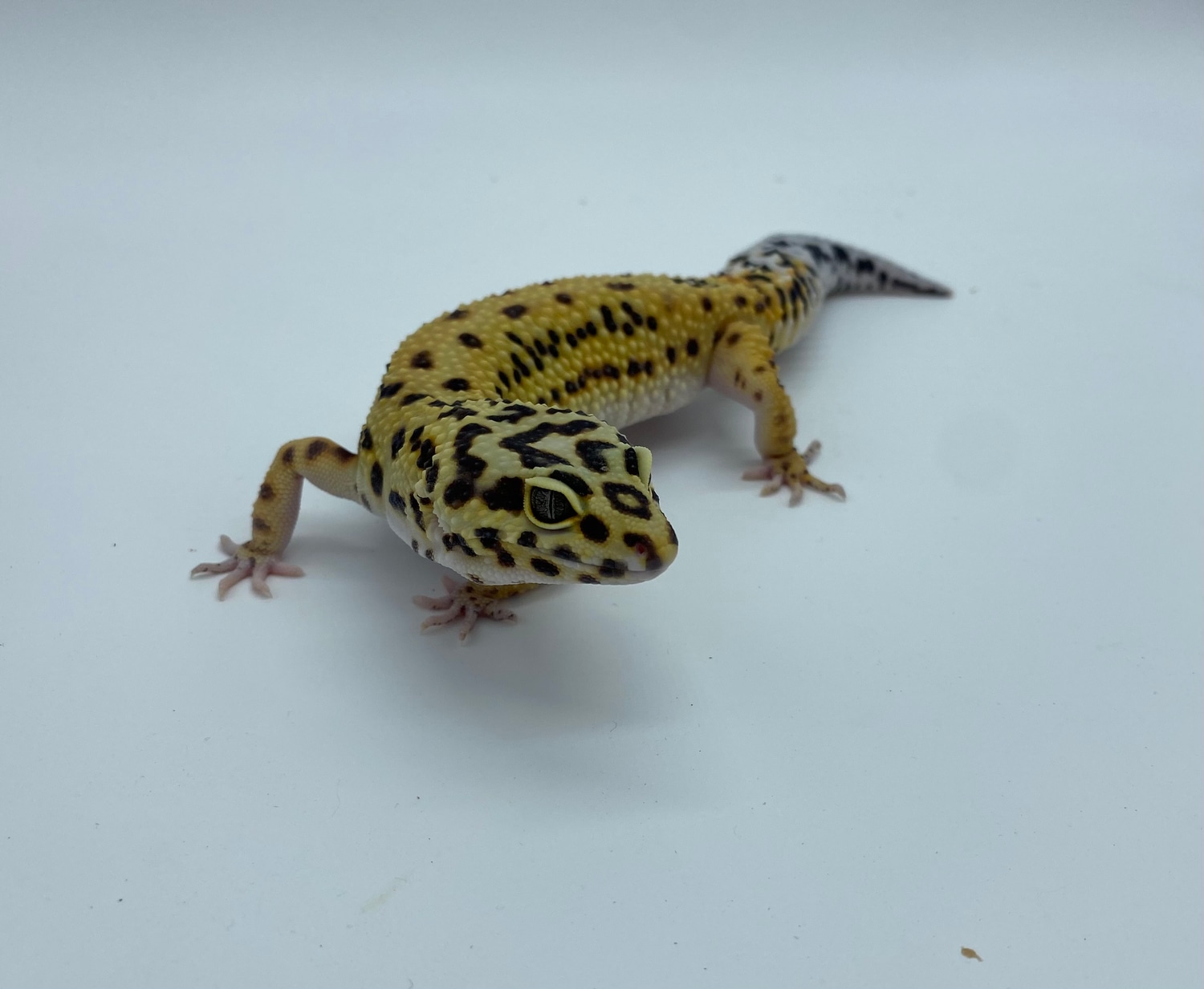 Bold Het Bell Albino Leopard Gecko by Rubicon Reptiles MorphMarket