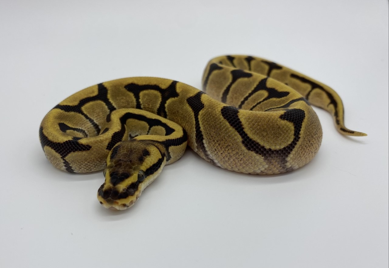 Super Enchi Ball Python by Rubicon Reptiles - MorphMarket