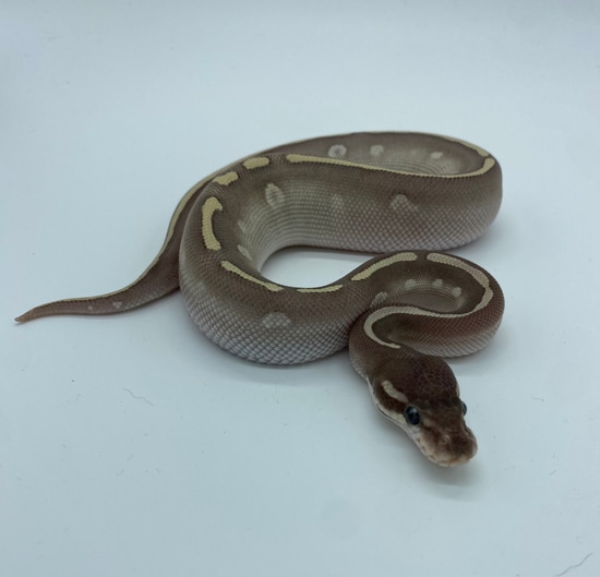 Mystic Potion Ball Python by Rubicon Reptiles