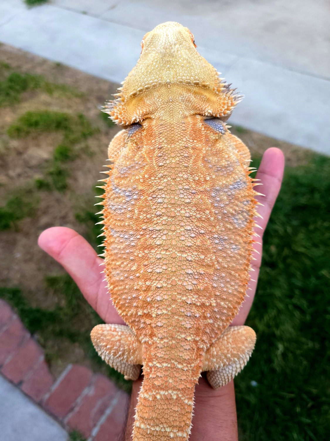 Citrus Tiger Hypo Central Bearded Dragon by RuderThanYouDragons