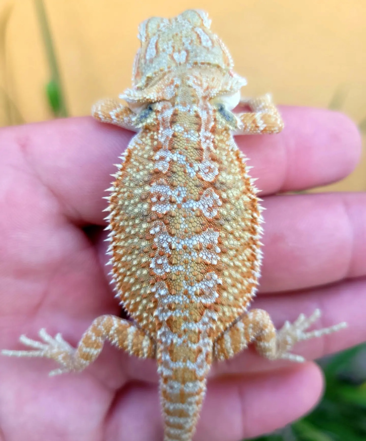 This Bearded Dragon Is Huge! You Have To See It! - f6u9ymt