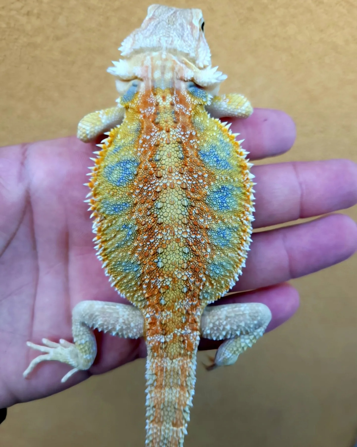 Is Your Bearded Dragon Growing Too Big?  Find Out Here! - drno6ai