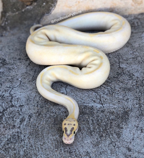 Ivory Enchi Fire Pastel Ball Python by PoolHouse Pythons MorphMarket