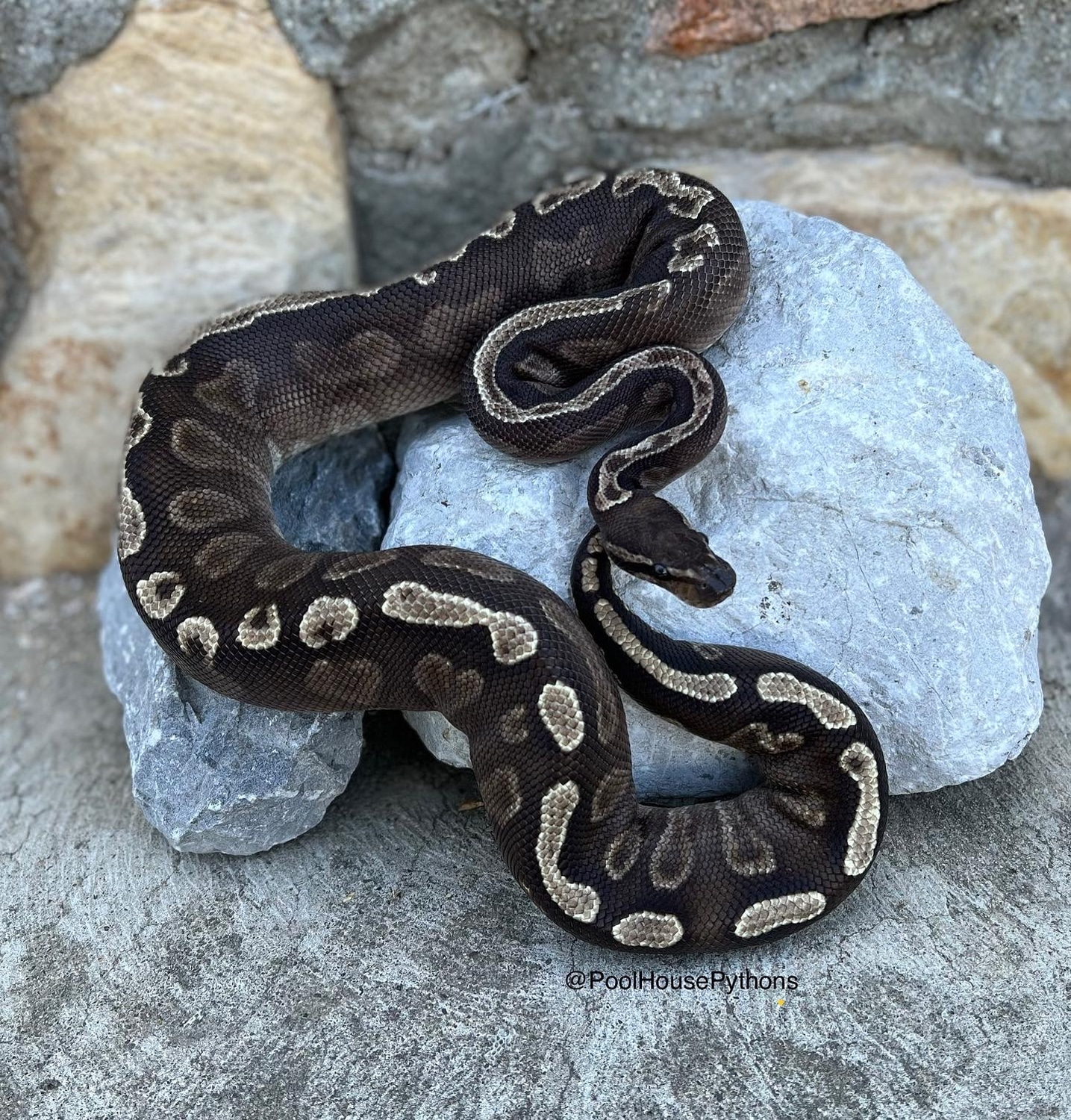 GHI Mojave Ball Python by PoolHouse Pythons - MorphMarket
