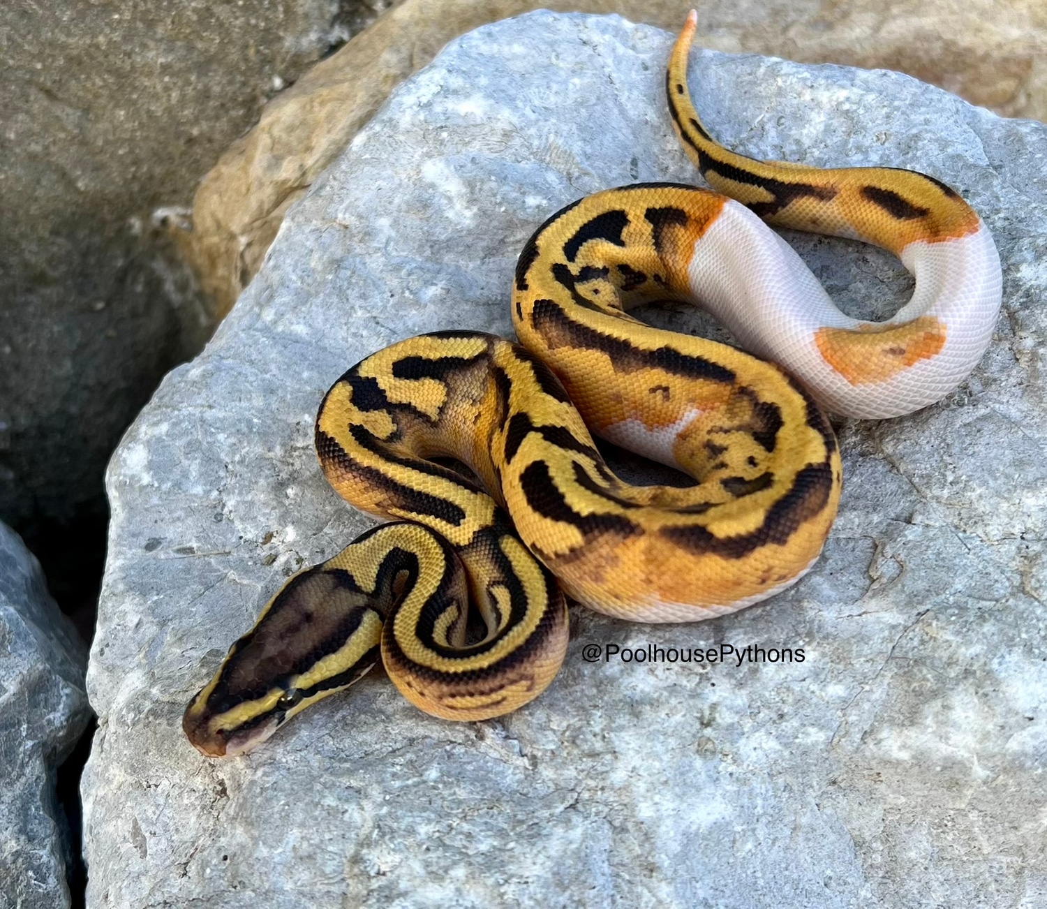 Enchi Pastel Piebald Het Hypo Ball Python by PoolHouse Pythons ...