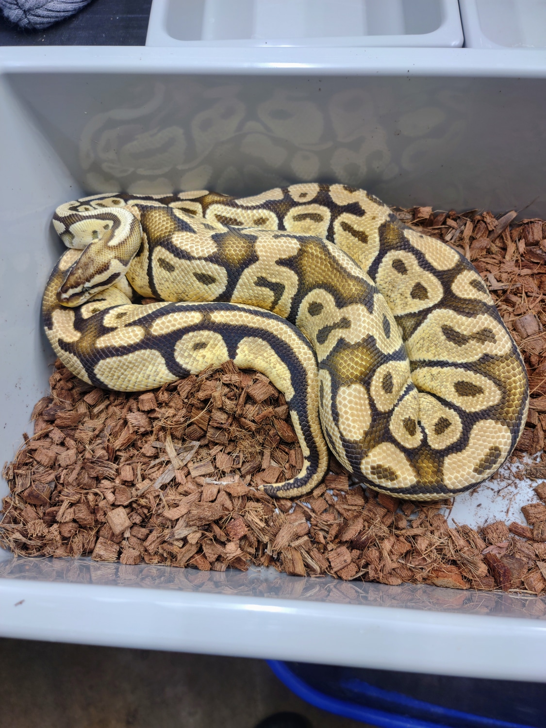 Disco Pastel Ball Python by ASI Reptiles MorphMarket