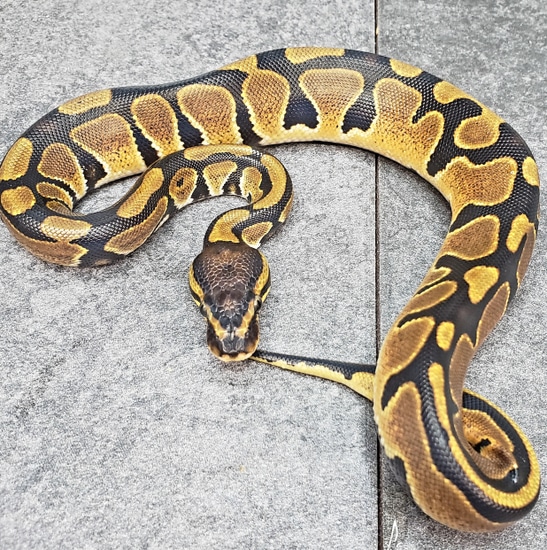 Normal 50% Het Pied Ball Python by Ruiz Exotics