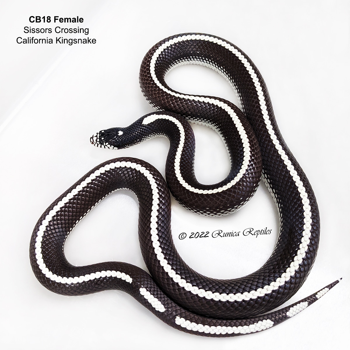 PAIR RTB Sissors Crossing California Kingsnake by Runica Reptiles