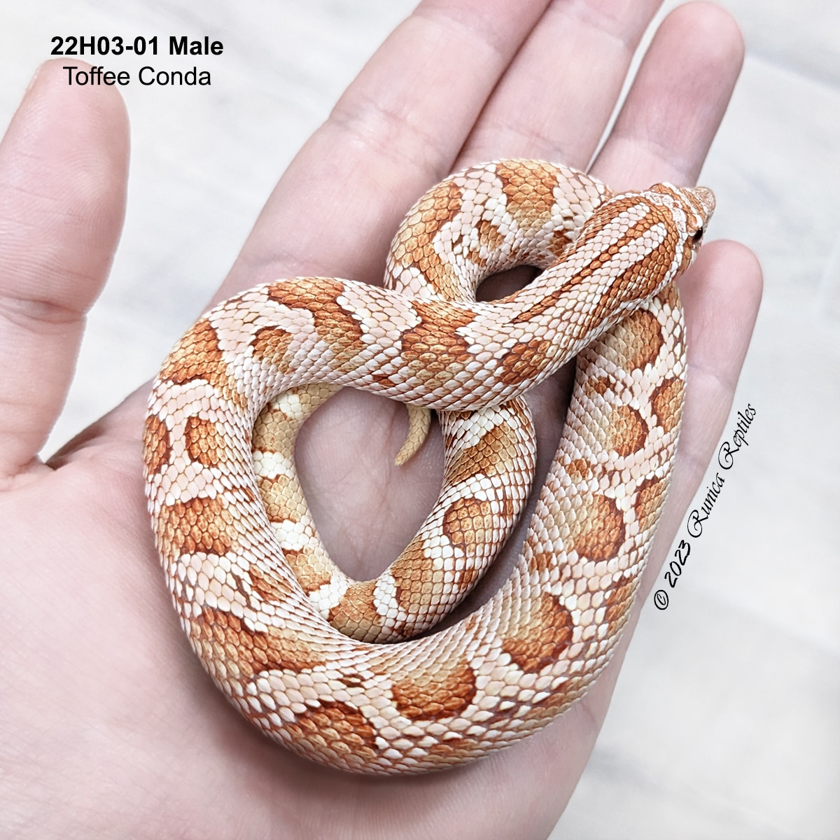 Toffee Conda Western Hognose by Runica Reptiles MorphMarket