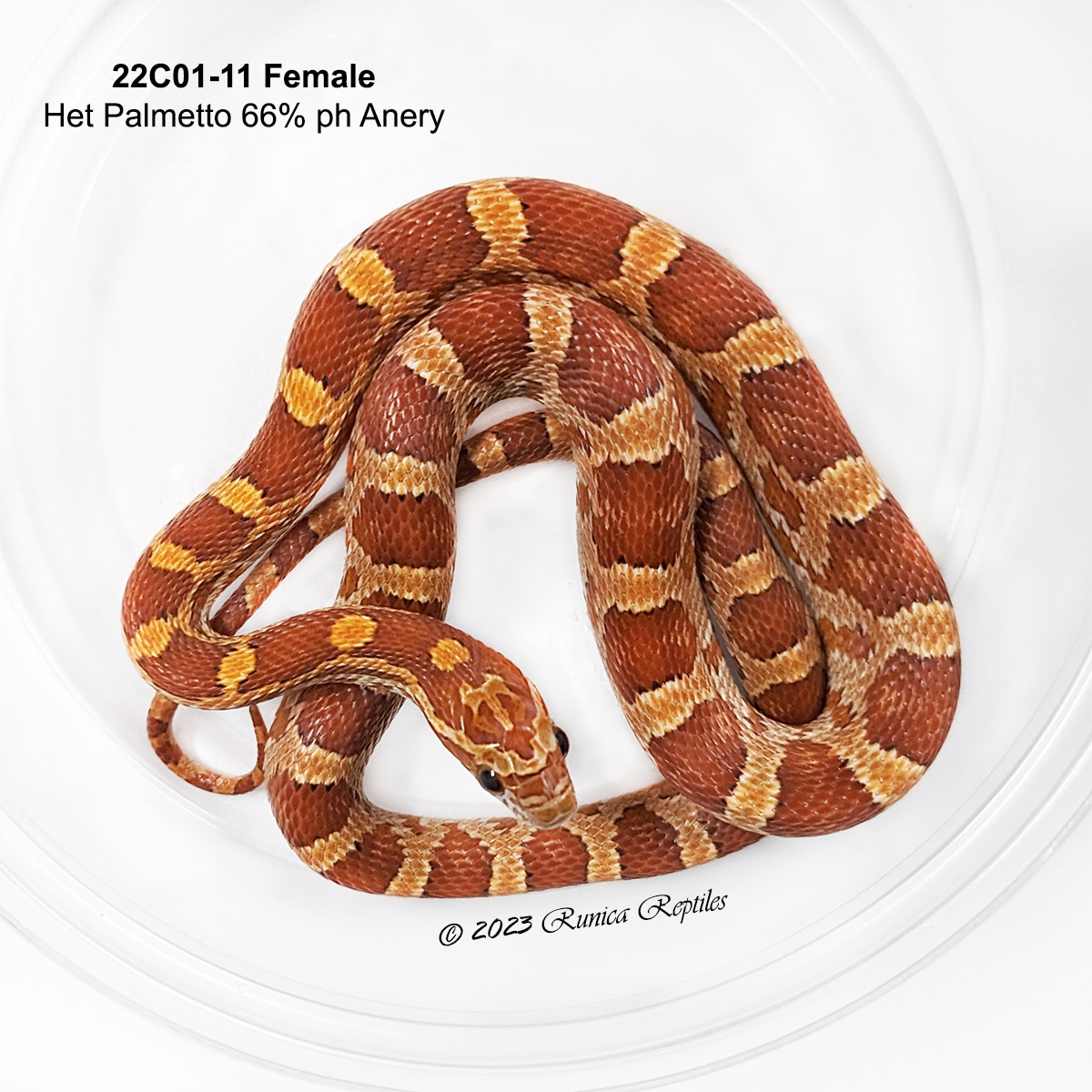 Het Palmetto 66 Ph Anery Corn Snake by Runica Reptiles MorphMarket