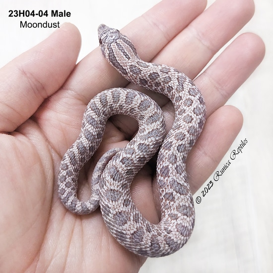*Free Shipping* Moondust Western Hognose by Runica Reptiles