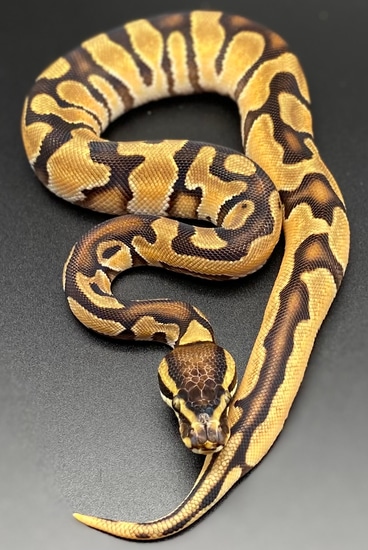Genex Ball Python HI Od Enchi GeneX Het Pied Ball Python by Dezign’d Creations