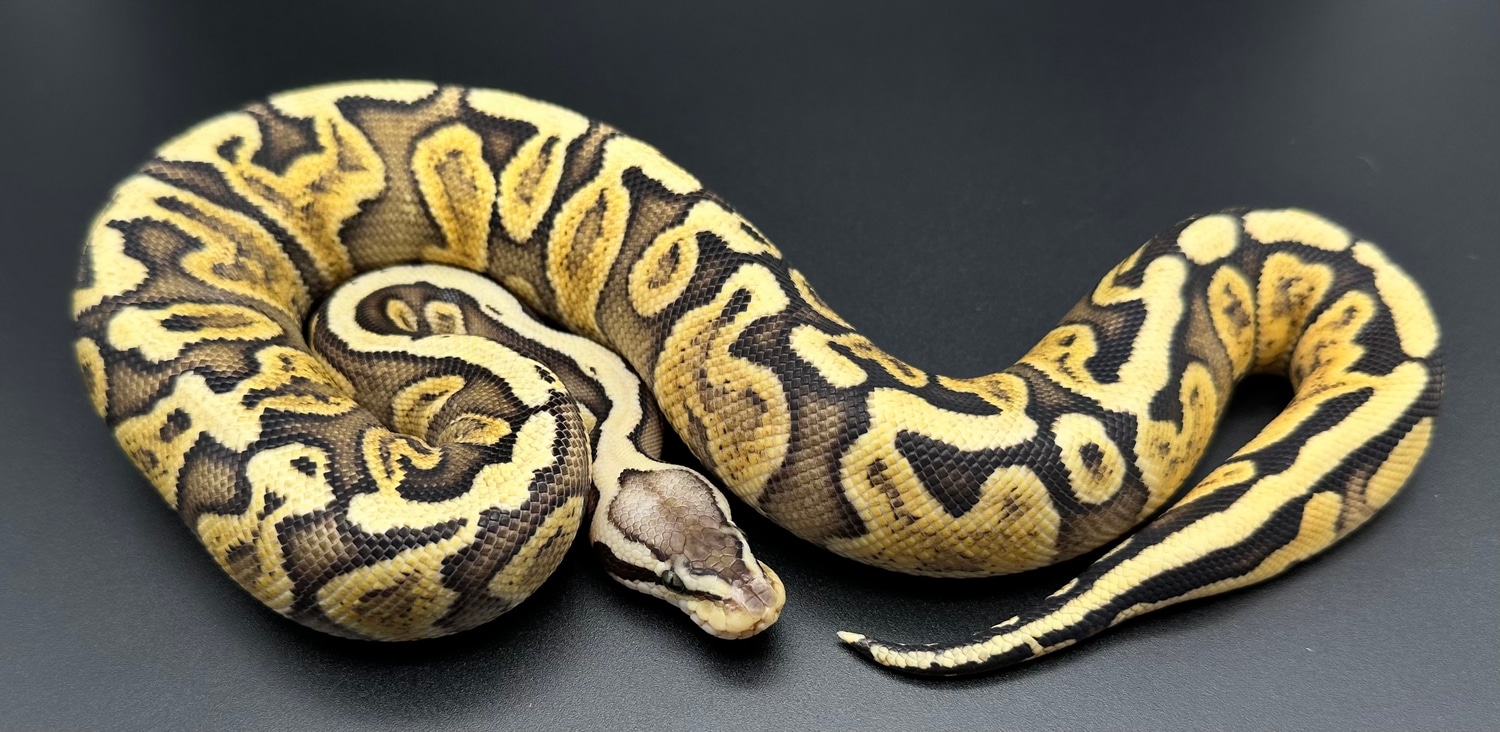 Pastel GHI Specter Het Clown Ball Python by Dezign’d Creations ...