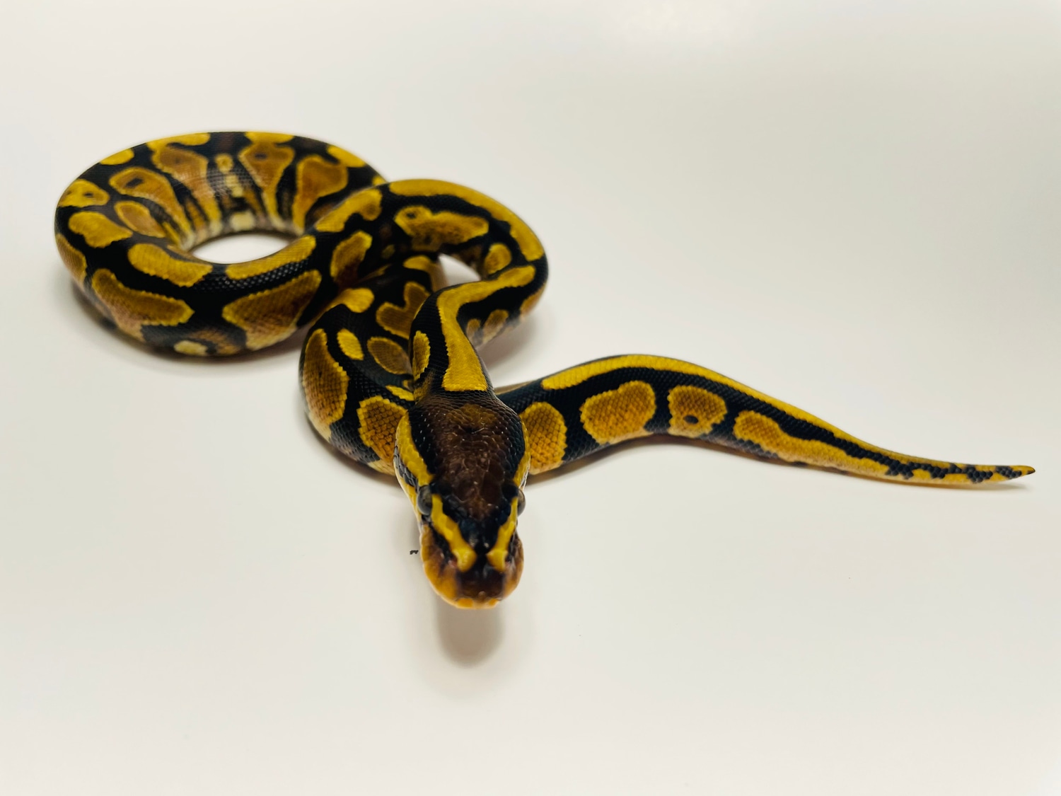 Yellowbelly/Gravel Ball Python by Rush Family Exotic Pets and Supplies ...