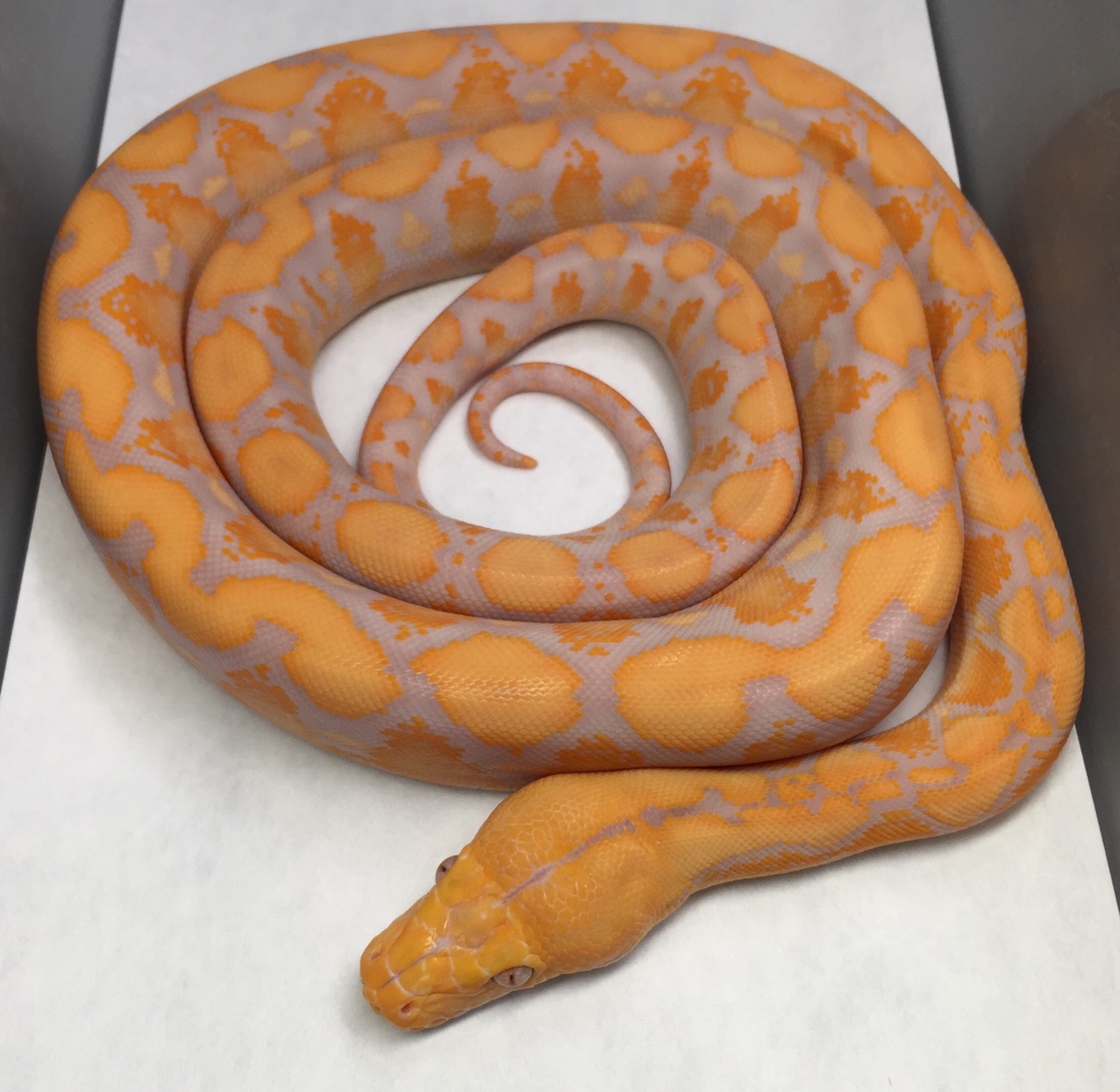 Lavender Reticulated Python by Chase-N-Reptiles - MorphMarket