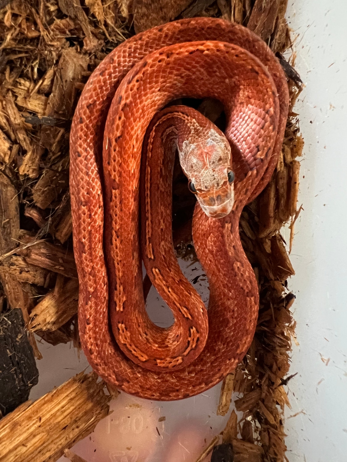 Tessera, Some Bloodred Corn Snake by Sharp Scaled Snakes MorphMarket