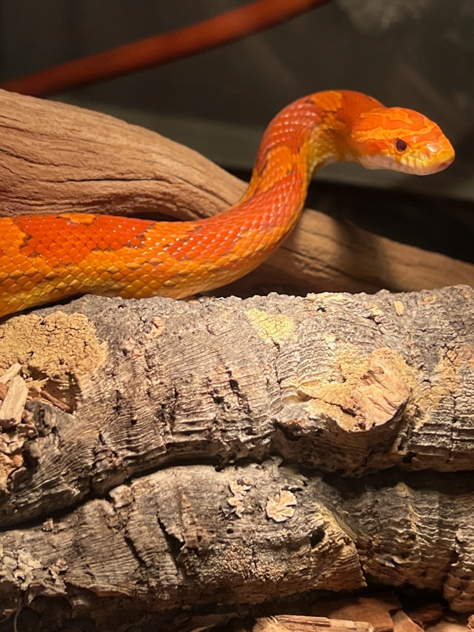 Adult Pair Of Bloodred Het Plasma Corn Snake by Sharp Scaled Snakes