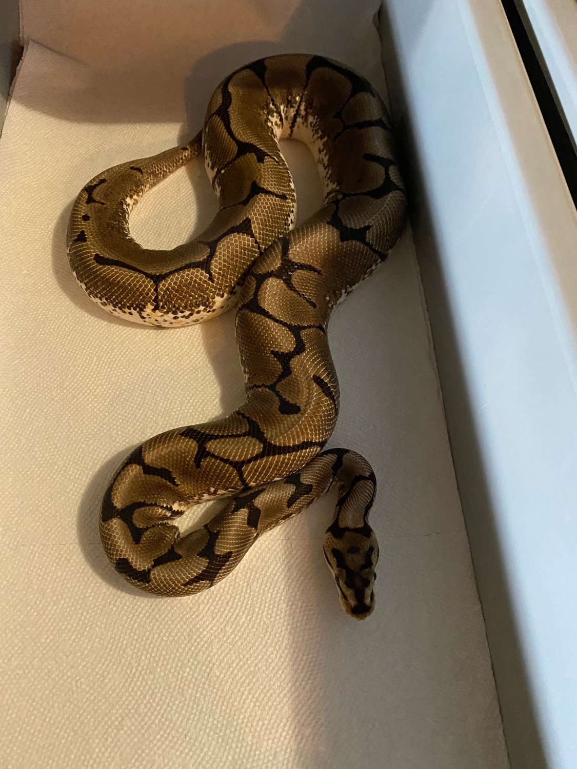 Spider Ready To Breed Ball Python by Easy Day Morphs - MorphMarket