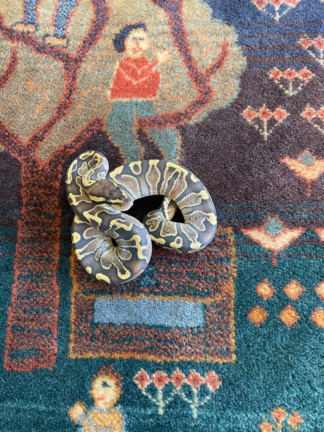 Free Shipping** GHI, Special Ball Python by Easy Day Morphs - MorphMarket