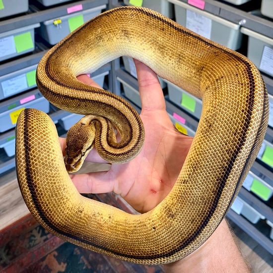 Genetic Stripe, Pastel Ball Python by Easy Day Morphs