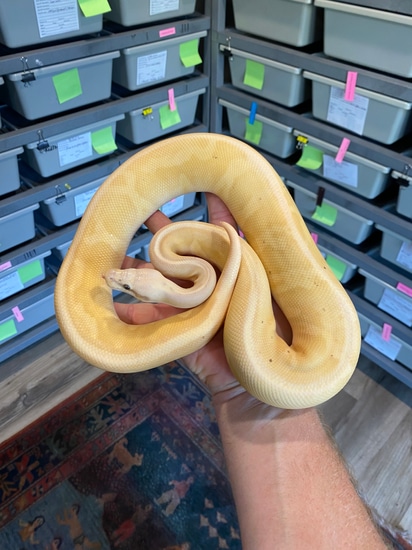 Banana, Pastel, Stranger, Het Clown Ball Python by Easy Day Morphs