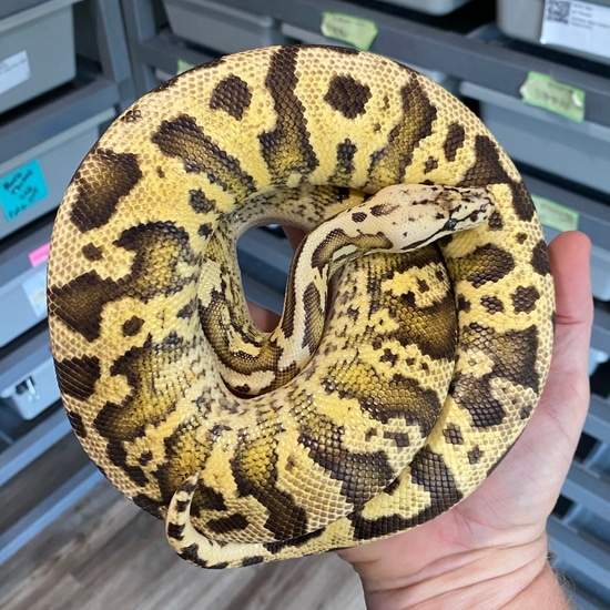 Static, Pastel, Surge, Het Clown (Fire) Ball Python by Easy Day Morphs