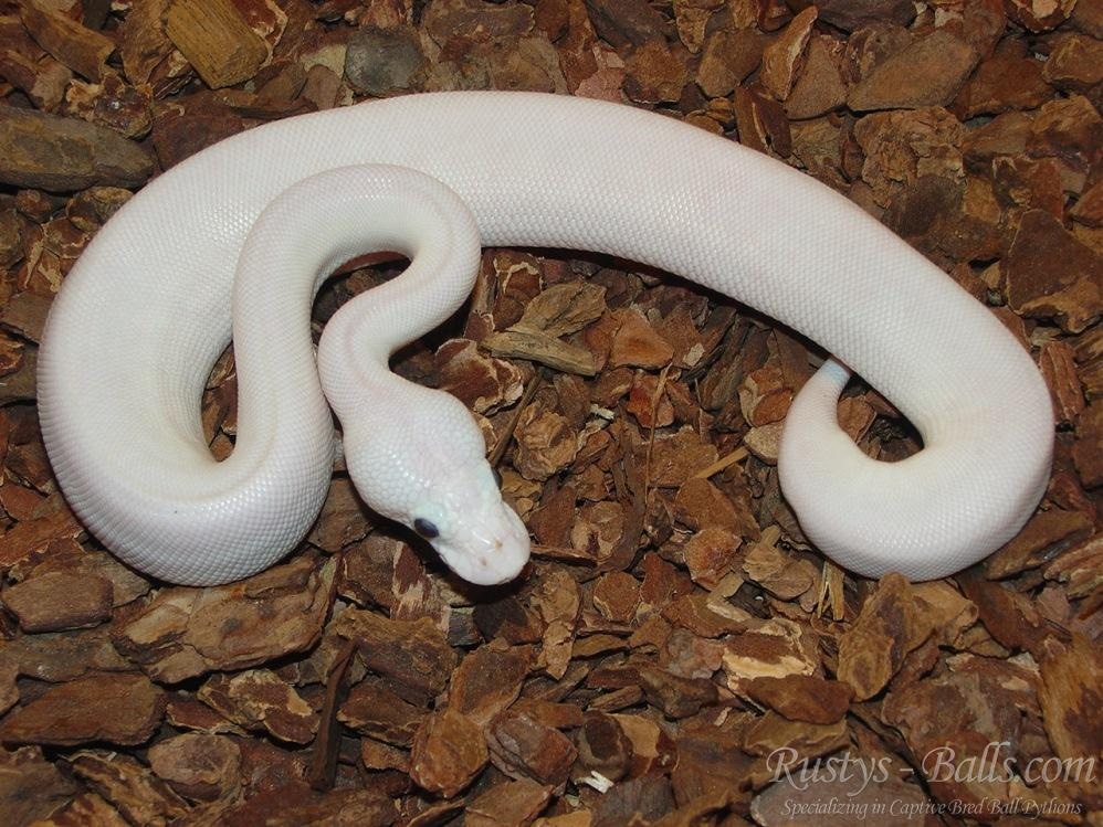 Super Lesser Ball Python by Rustysballs MorphMarket