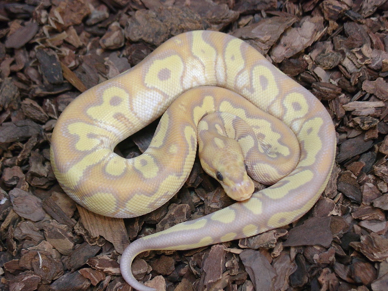 Banana Mojave Clown 66 Het Hypo Ball Python by Rustysballs MorphMarket