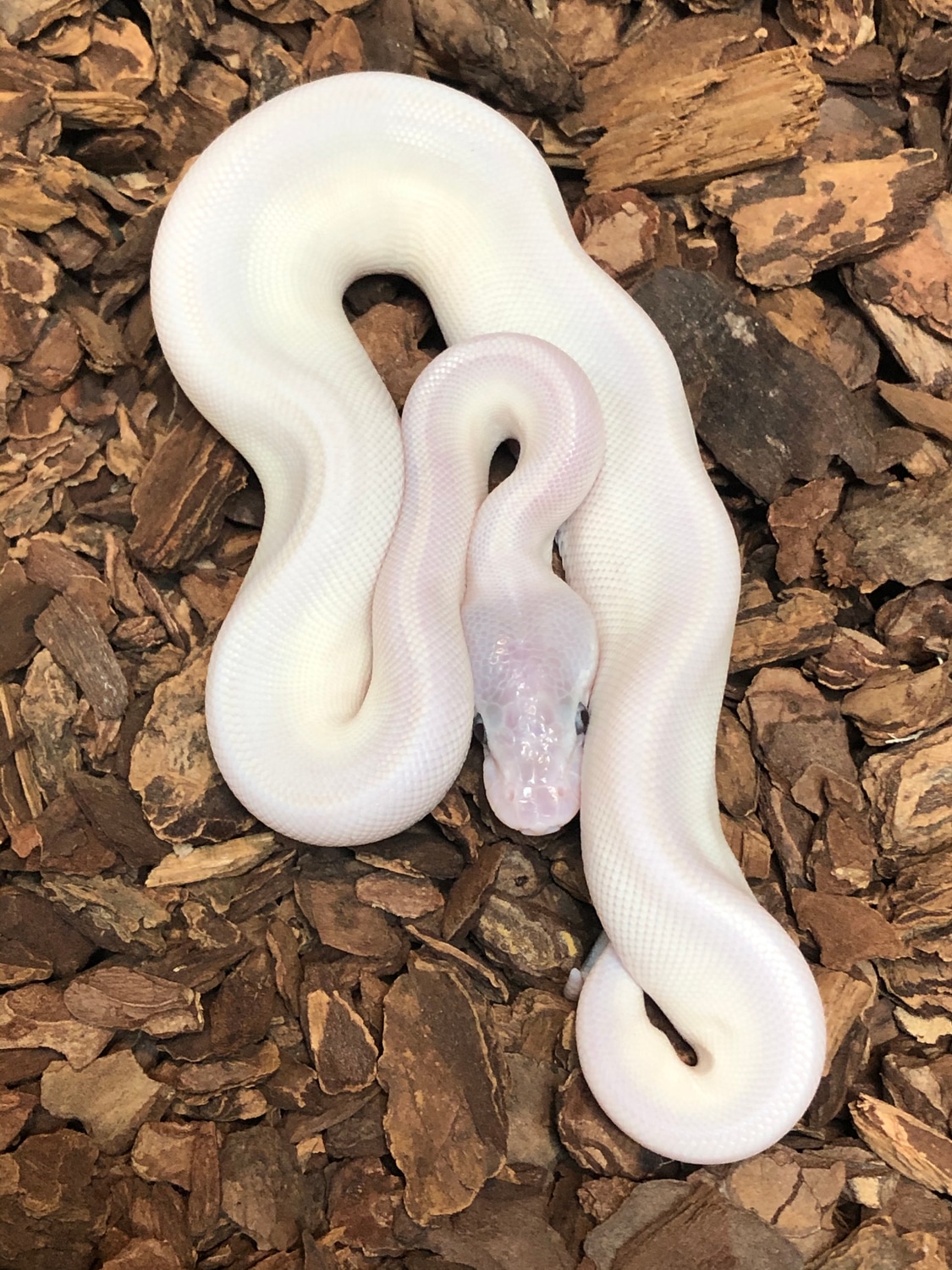 Super Mojave Ball Python by Rustys-balls - MorphMarket
