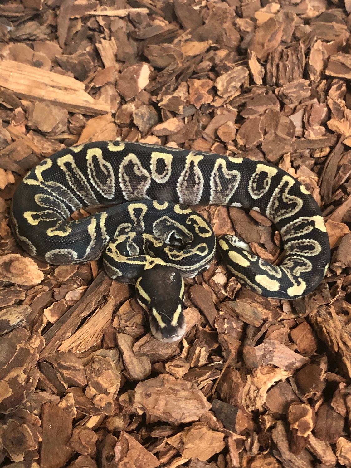 GHI Het Axanthic (VPI) Ball Python by Rustys-balls - MorphMarket