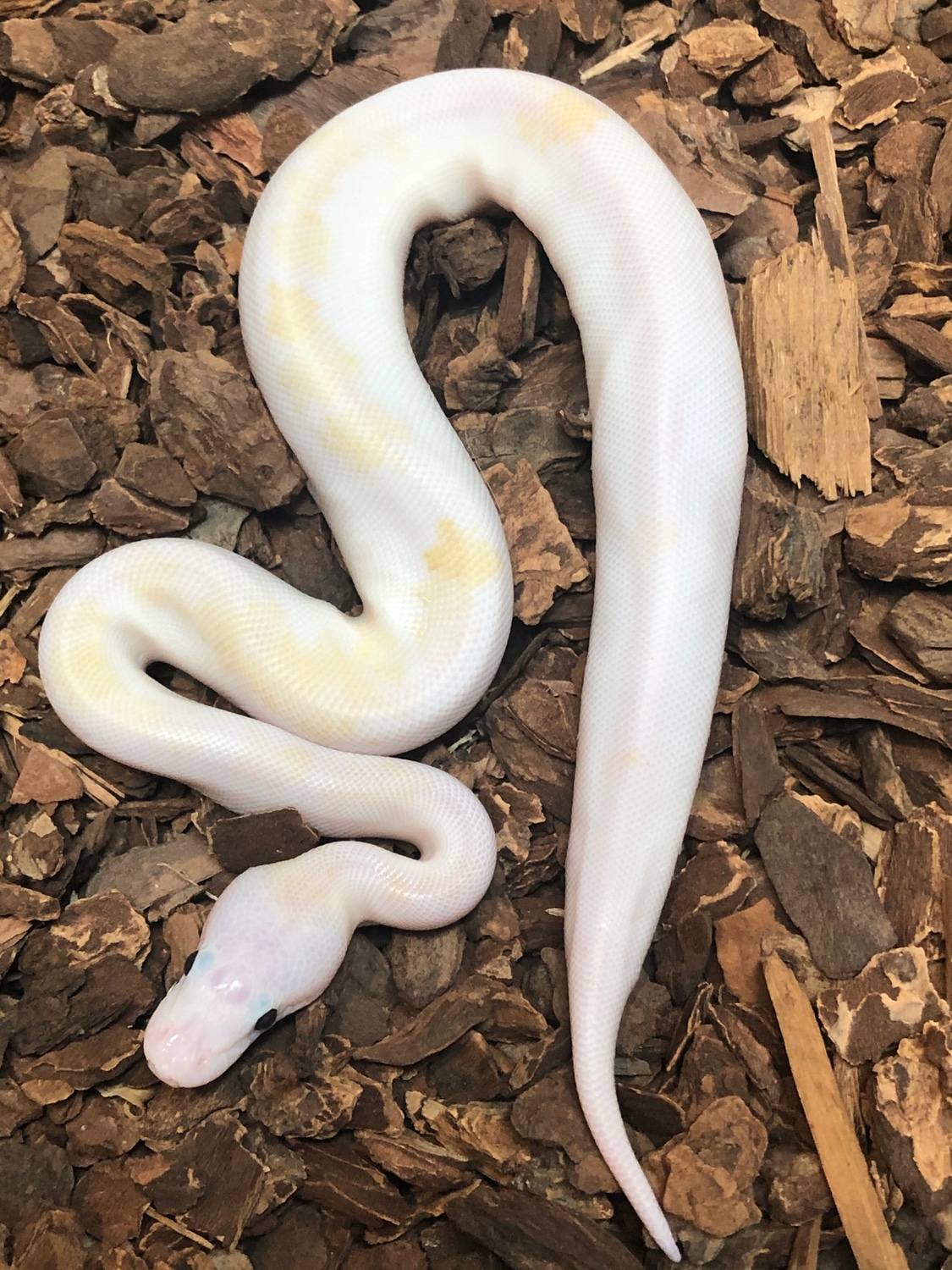 Super Fire Ball Python by Rustysballs MorphMarket