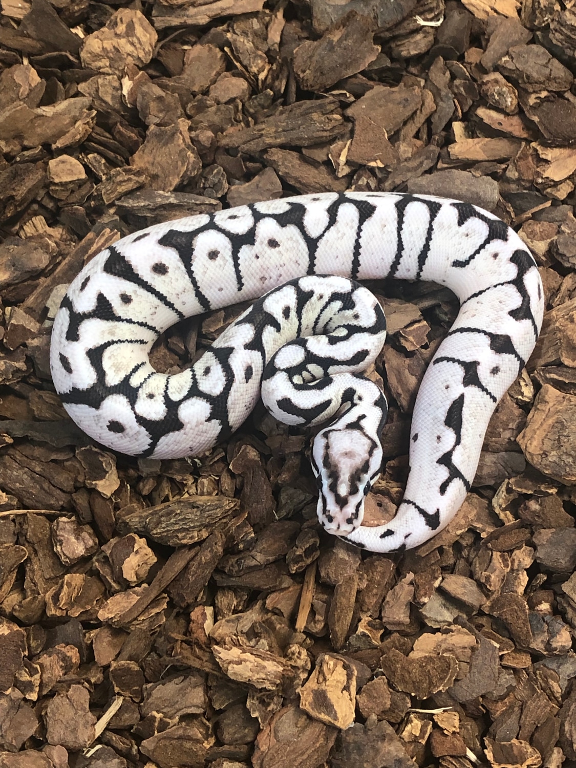Vpi Zebra Bee Ball Python by Rustys-balls - MorphMarket