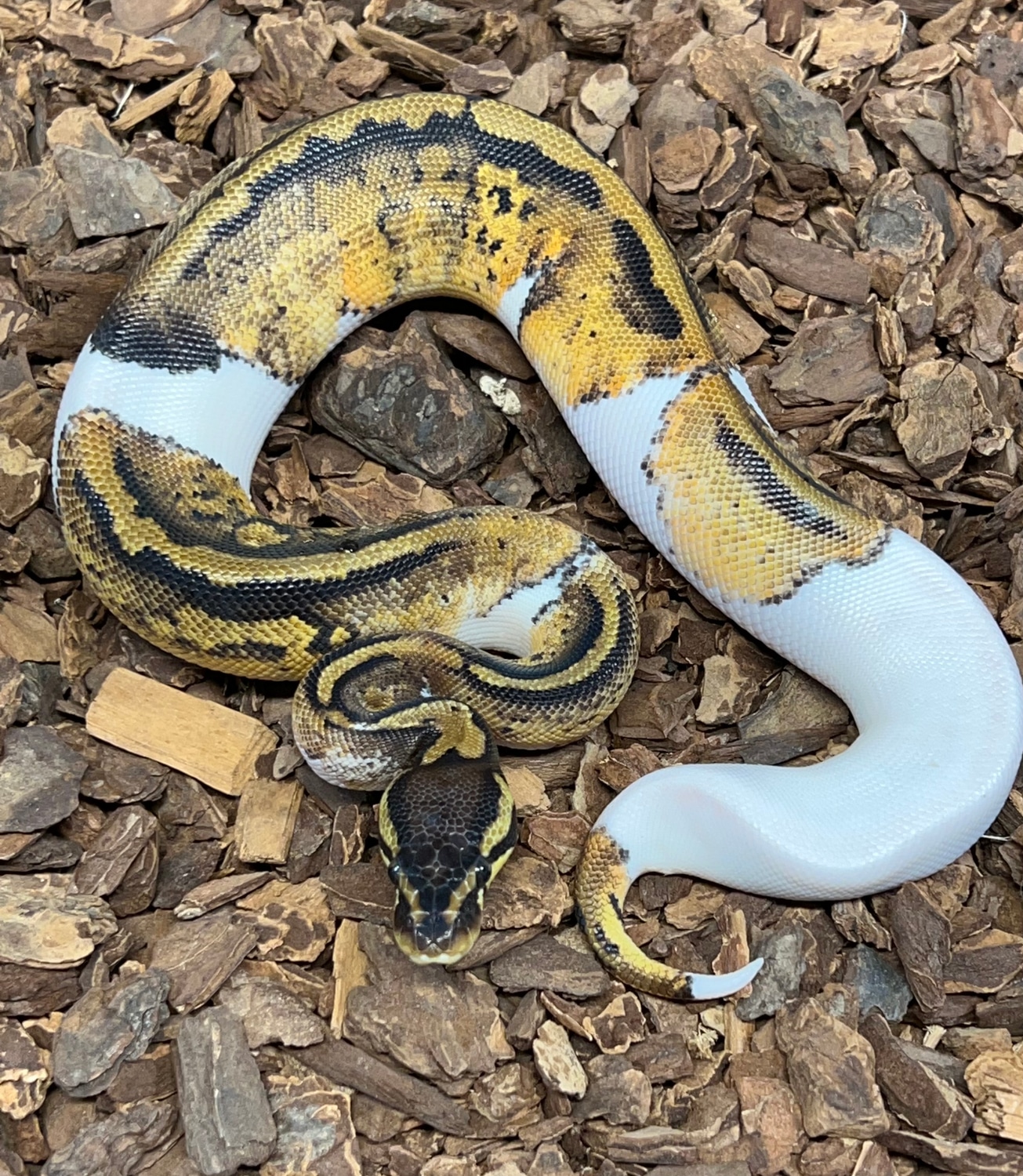 Pastel Pied Ball Python by Rustys-balls - MorphMarket