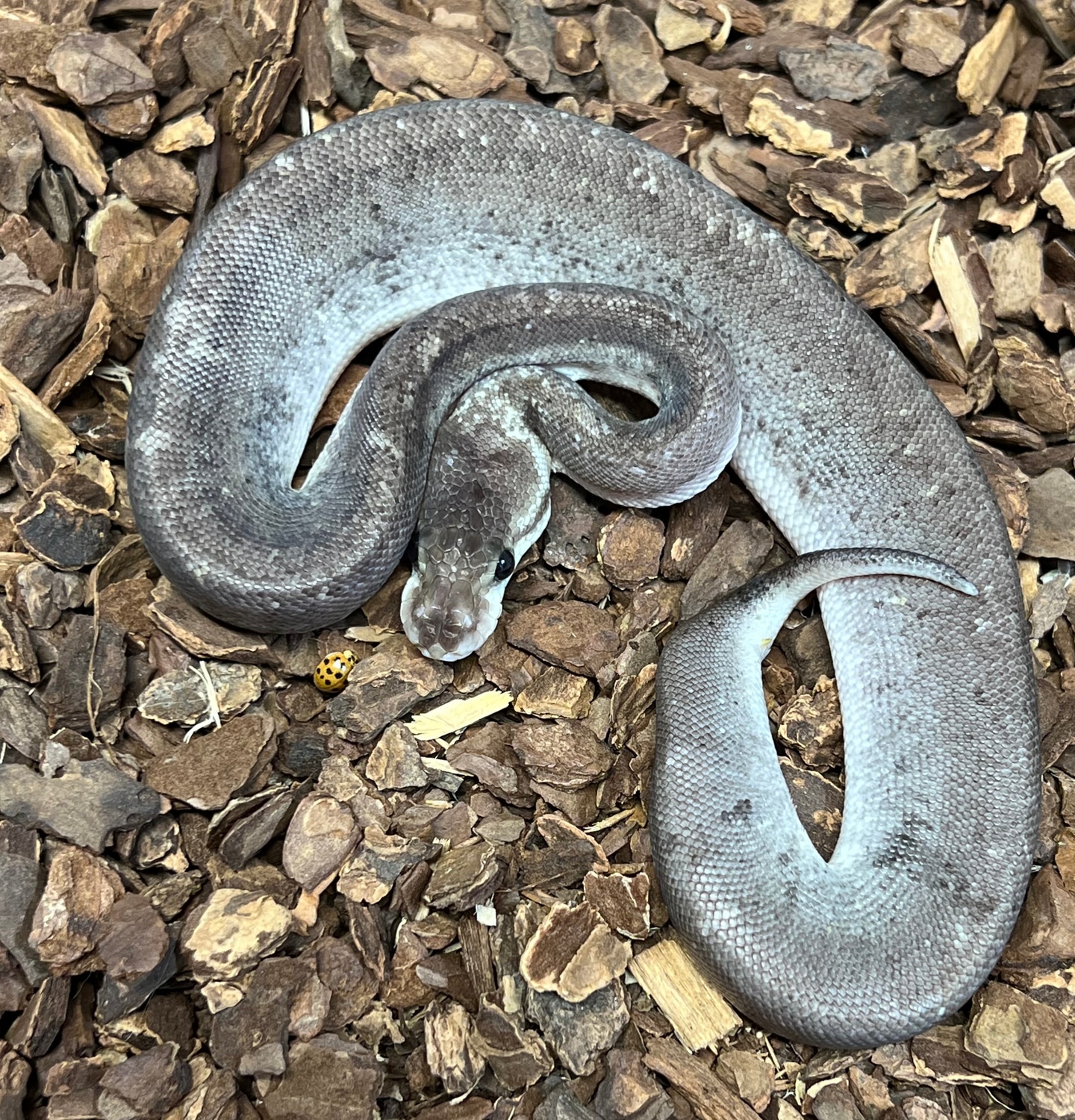 Silver Bullet Ball Python by Rustys-balls - MorphMarket