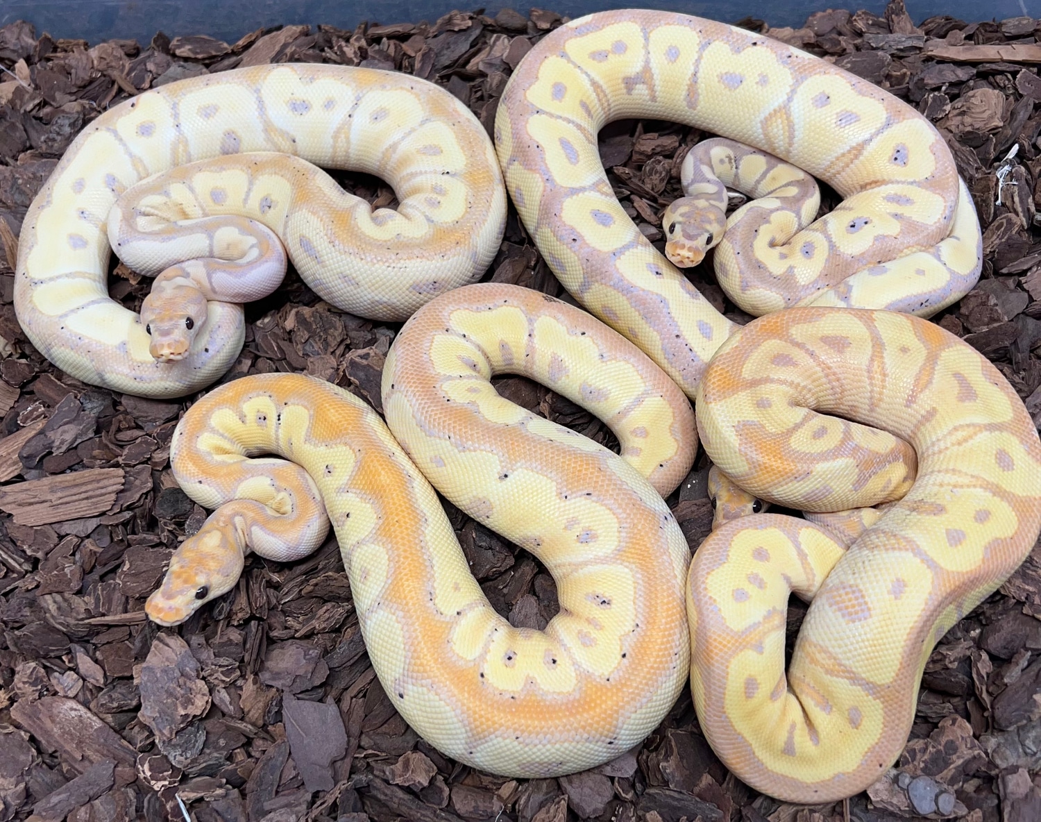 Banana Clown 50 Het Hypo Group Ball Python by Rustysballs MorphMarket