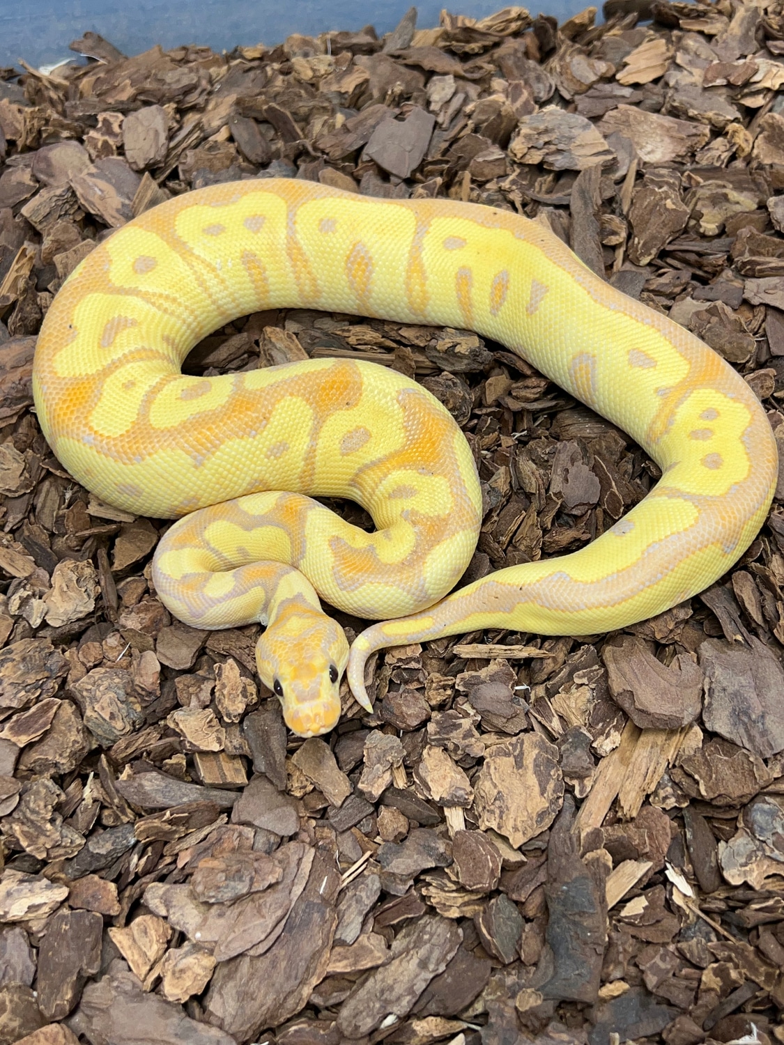 Banana Clown 50 Het Hypo Ball Python by Rustysballs MorphMarket