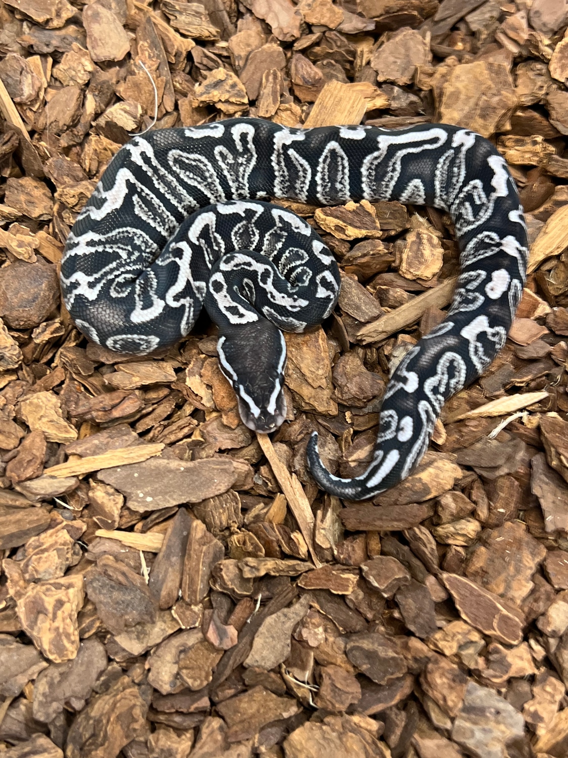 GHI Axanthic VPI Ball Python by Rustys-balls - MorphMarket