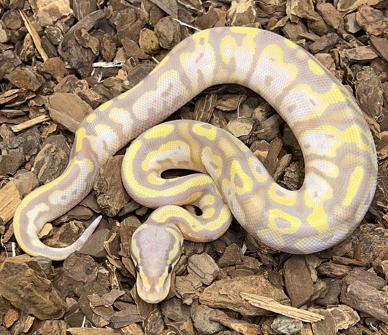 Banana Pastel Het Pied Ball Python by Rustys-balls