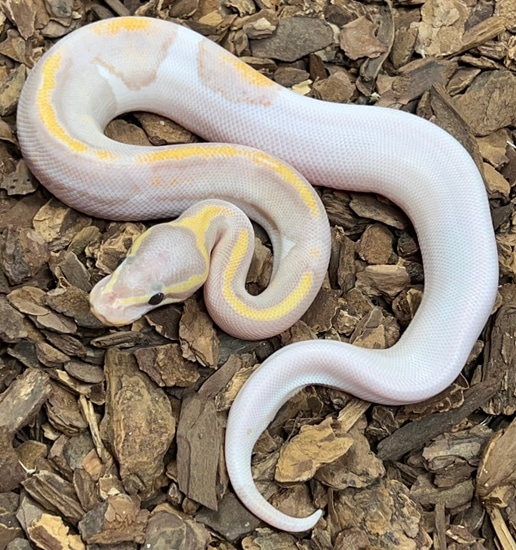 Banana Pied Ball Python by MorphMarket