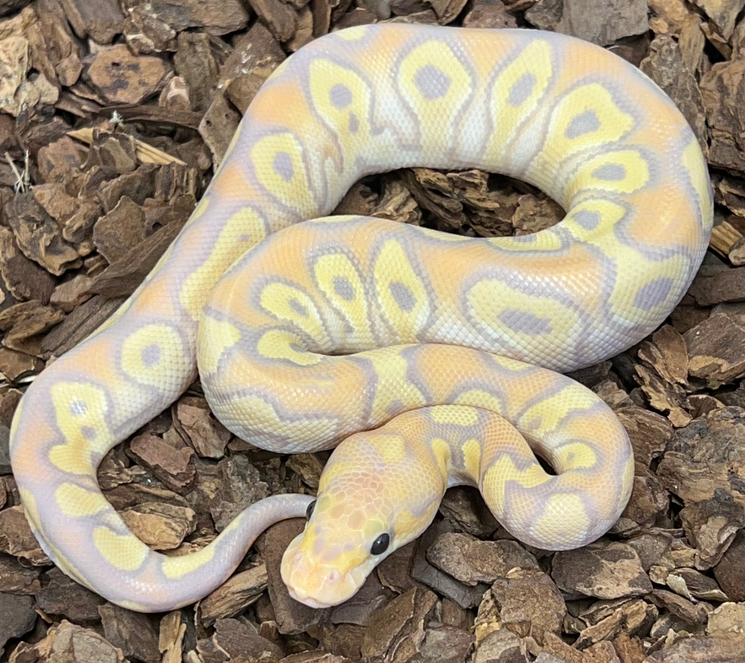 Hypo Banana Mojave Clown Ball Python by Rustys-balls - MorphMarket