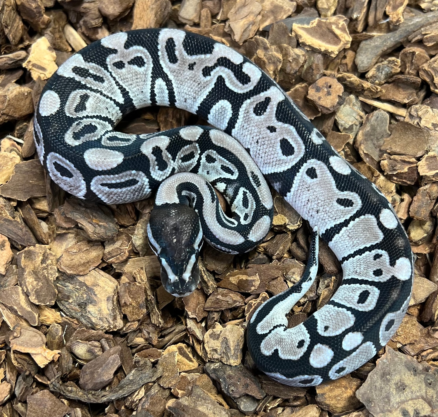Axanthic VPI Ball Python by Rustys-balls - MorphMarket